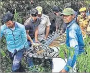  ?? HT PHOTO ?? ST-4 had clashed with tiger ST-6 on the night of November 13 and suffered injuries on the left leg. The tiger died on Sunday.