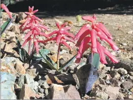  ?? COURTESY OF BRIAN KEMBLE ?? Lachenalia punctata, a winter-growing bulb native to South Africa, makes a fine garden or potted plant as long as it has sun and good drainage.
