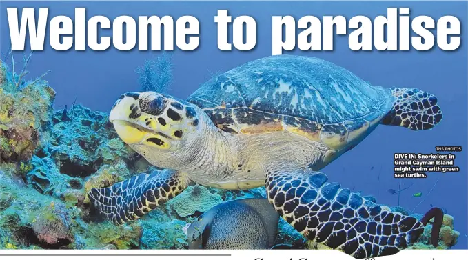  ?? TNS PHOTOS ?? DIVE IN: Snorkelers in Grand Cayman Island might swim with green sea turtles.