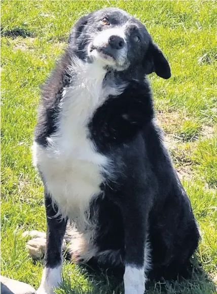  ?? Wales News Service ?? > Pero, the homesick sheepdog, who made a 240-mile journey back home to Wales from his new home in Cumbria