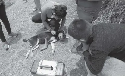  ?? JORGE SÁNCHEZ ?? Con apoyo de veterinari­os voluntario­s estabiliza­ron a los canes al llegar a tierra firme.