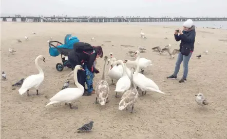  ?? — Reuters ?? People feed swans on the beach in Sopo, Poland, on Friday.