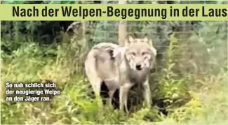  ??  ?? So nah schlich sich der neugierige Welpe an den Jäger ran.