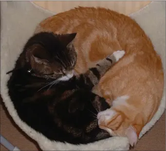  ??  ?? Cats love radiator beds: warm and comfy