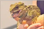  ??  ?? Tuatara Encounters are in the line-up for Kiwi North’s school holiday programme.
