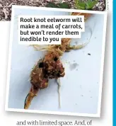  ??  ?? Root knot eelworm will make a meal of carrots, but won’t render them inedible to you