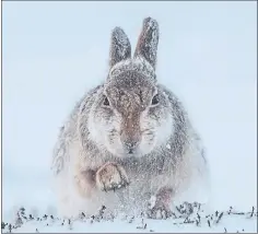  ??  ?? SNOW HARE: One of many images at National Museum. Picture: Rosamund Macfarlane