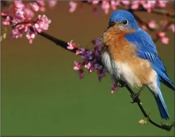  ?? (NWA Democrat-Gazette File Photo) ?? Bill Johnson was the first-place winner for this photo in the first Bluebird Society Photograpy Contest held in 2020.