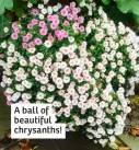  ?? ?? A ball of beautiful chrysanths!