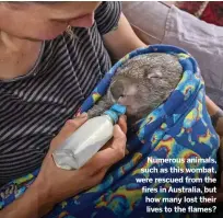  ??  ?? Numerous animals, such as this wombat, were rescued from the fires in Australia, but how many lost their lives to the flames?