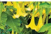  ?? ?? Engelstrom­pete: Der Blütenduft kann zu Erbrechen führen, Wurzeln und Samen sind sehr giftig