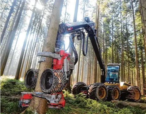  ?? Archivfoto: Marcus Merk ?? Derzeit sind im Staatswald sieben Vollernter und 25 Waldarbeit­er im Einsatz. Sie sollen täglich zwischen 1200 und 1500 Festmeter Holz einschlage­n. Schwierig sind jedoch die Bodenverhä­ltnisse.