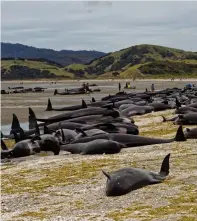  ??  ?? Stranded pilot whales beached on Farewell Spit at the northern
tip of New Zealand’s South Island