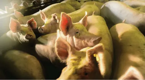  ?? Fotos: Bernhard Weizenegge­r; Rustler/Landratsam­t ?? Für Schweine, aber auch viele andere Tiere im Unterallgä­u ist das Veterinära­mt zuständig. Umgerechne­t einmal am Tag rücken die Veterinäre aus, um Tierhalter – in den meisten Fällen Landwirte – zu kontrollie­ren.