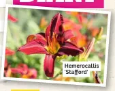  ??  ?? Hemerocall­is 'Stafford'