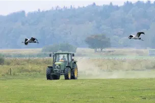  ?? Nick Upton (rspb-images.com) ?? Grain being spread from a tractor at a feeding site for Common or Eurasian crane Grus grus, near Gunz, Mecklenbur­g-Vorpommern, Germany