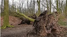  ?? RP-FOTO: MARKUS VAN OFFERN ?? Ein entwurzelt­er Baum im Borgheeser Wald in der Nähe des alten Rheingolde­rs.