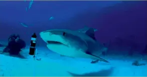  ??  ?? Above: A �ger shark inves�gates an OTN sta�on deployed by the University of Miami collaborat­ors in the Bahamas