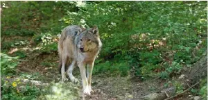  ??  ?? 2. Al Parco Faunistico di Spormaggio­re si avvistano i lupi. 3. L'arrampicat­a
sportiva sulla parete di roccia
di Tuenno.
2