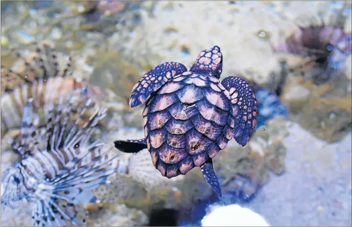  ?? Picture: STEPHANIE LLOYD ?? FEISTY FELLOW: Rambo the loggerhead turtle has become one of the East London Aquarium’s stars after being rescued at Kidd’s Beach two years ago