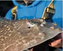  ??  ?? The spiky talons of a thornback ray.