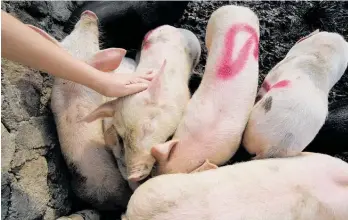  ?? Photo / AP ?? African swine fever (ASF) has hit China’s pork production hard.