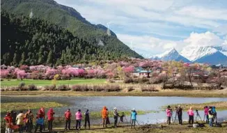  ?? PROVIDED TO CHINA DAILY ?? The peach blossom tourism and culture festival in Kala village attracts tens of thousands of tourists every year in the recent decade.