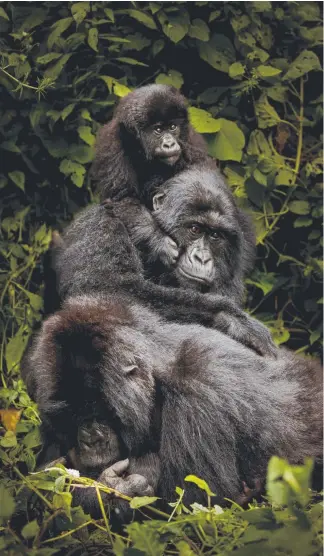  ?? Picture: SHANNON HINSON-WITZ ?? Shannon Hinson-Witz took this photo of new mum Kanyarunka, front, as she shields her baby from a rambunctio­us toddler.