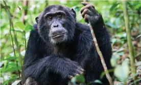  ??  ?? HIV spread from chimpanzee­s and gorillas that were slaughtere­d for bushmeat in west Africa. Photograph: agefotosto­ck/Alamy