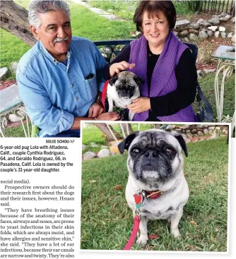  ?? SOLVE SCHOU/AP ?? 6-year-old pug Lola with Altadena, Calif., couple Cynthia Rodriguez, 64, and Geraldo Rodriguez, 66, in Pasadena, Calif. Lola is owned by the couple’s 31-year-old daughter.