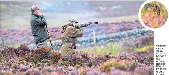  ??  ?? Charities claim dogs, cats and badgers are among species killed in traps on grouse moors