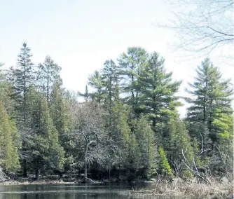  ?? DREW MONKMAN/SPECIAL TO THE EXAMINER ?? Several types of trees are seen along this shoreline, with white spruce and red pine on left, three large white pine on righ and mostly white cedars below along the water.