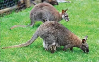  ??  ?? FRANCE: This file photo shows a one-month-old wallaby peek out of its mother’s pouch (Foreground) at the Amneville zoo, eastern France.—AFP