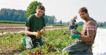  ?? Foto: Hans Pfänder ?? Florian (links) und Johannes Pfänder sind auf dem Hof der Eltern aufgewachs­en und haben von Kindesbein­en an mitgeholfe­n. Hier sind sie bei der Radieschen­ernte zu sehen.