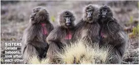  ?? ?? SISTERS Gelada baboons look after each other