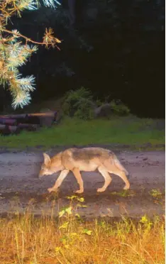  ?? Foto: Fredy Lück, Bundesanst­alt für Immobilien­aufgaben, dpa ?? Dieser Wolfswelpe (in einer Fotofalle) sorgte schon 2013 für Aufregung in der Lüneburger Heide.