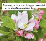  ??  ?? Share your blossom images on social media via #BlossomWat­ch