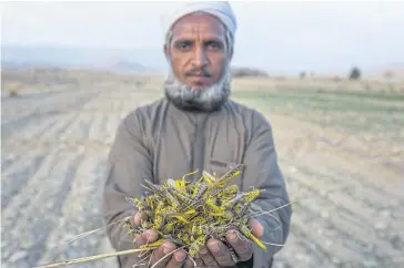  ??  ?? A farmer whose wheat crop was wiped out by locusts displays a handful of the insects collected from his field near Yak Boozy village in Balochista­n province of Pakistan.