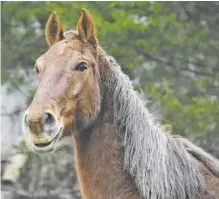  ?? BY HOLLY JENKINS ?? Rescued from slaughter, Buddy happily explores his new home at Serendipit­y.