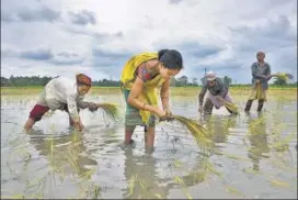  ?? REUTERS ?? Women plant rice saplings at a paddy field at a village in Nagaon district of Assam.