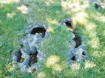  ?? MIRI TALABAC ?? Shallow tree roots that have developed holes from mower damage and decay.