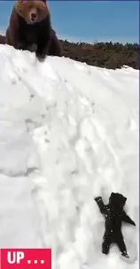  ??  ?? UP . . . If at furs you don’t succeed: The cub repeatedly tries – and fails – to join its mother on a snowbound Russian peak in a video that has captivated millions of viewers