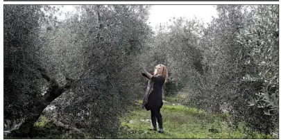  ?? AP/GREGORIO BORGIA ?? manager of an olive farm, checks an olive tree in Capocroce, Italy, on Thursday. Prices for Italian olive oil are expected to rise as much as 20 percent this year.