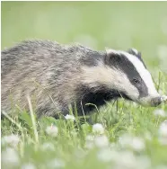  ??  ?? National hub The Falls of Clyde Wildlife Reserve is to be a national hub for badgers, and they’re looking for volunteers to help them (Pic by Andrew Mason)