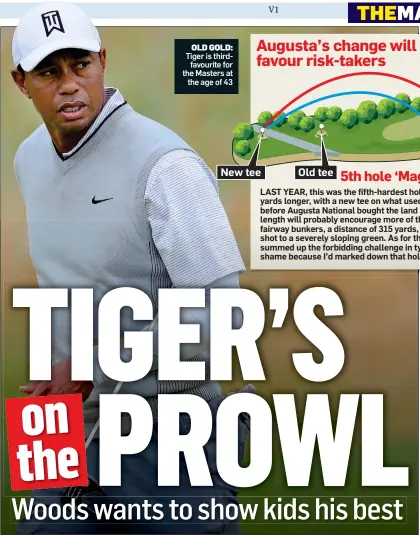  ?? ?? OLD GOLD: Tiger is thirdfavou­rite for the Masters at the age of 43