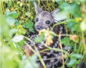  ?? FOTO: BALK/DPA ?? Ein Reh ist bei Berg verunglück­t. Auch der Nachwuchs (hier ein Symbolfoto eines Kitzes) überlebt nicht.