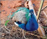  ?? SUBMITTED PHOTO ?? Tango the peacock, whose escape and recapture earned national media attention in 2015, passed away in Norboro on Saturday.