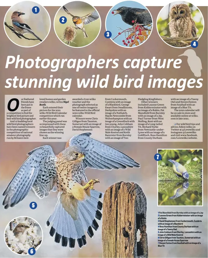  ??  ?? 1 Pat Mansfield from Burnley with an image of a Jay 2 Leanne Green from Kiddermins­ter with an image of a Robin
3 David Stephenson from Cockermout­h, Cumbria with an image of a Blackbird
4 Ross Hamilton from County Durham with an image of a Tawny Owl
5 John Cobham from Chorley, Lancashire with an image of a Wild Male Kestrel
6 Chris Gilligan from Taunton, Somerset with an image of a Female House Sparrow
7 Steven Fenton from Southall with an image of a Blue Tit