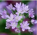  ??  ?? Allium unifoliumA pretty compact allium that is perfect for containers. It has slender grey leaves that die back before the open, bell-shaped pinkish-purple flowers emerge in early summer.