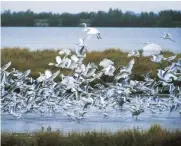  ??  ?? In volo. Aironi in uno dei Parchi del Delta, patrimonio Unesco